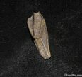 Very Nice Rooted Edmontosaurus Tooth #1271-1